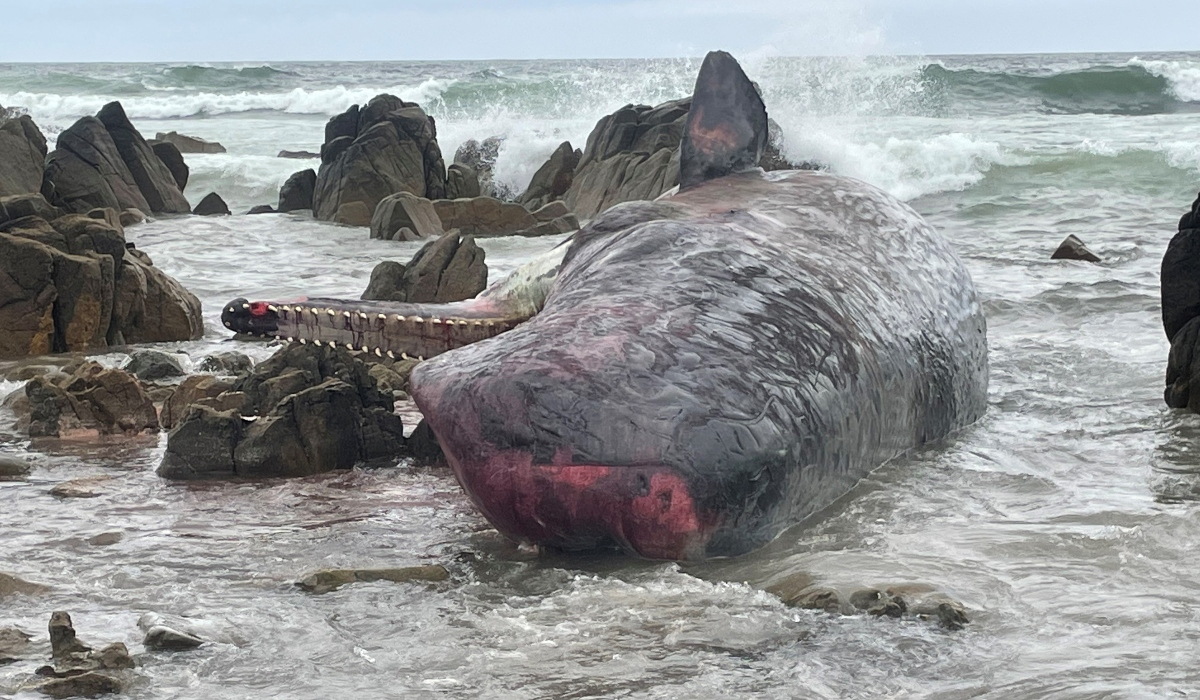 Πάνω από 200 φάλαινες ξεβράστηκαν στην Τασμανία - Συγκλονιστικά βίντεο