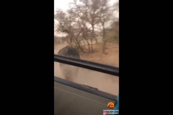 Τρομακτικό: Ρινόκερος κυνήγησε τουρίστες επί δύο λεπτά (Βίντεο)