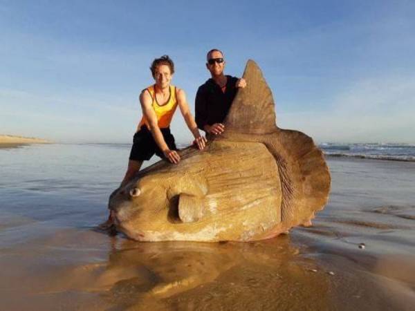 Αλλόκοτο ψάρι ξεβράστηκε σε ποταμό της Αυστραλίας
