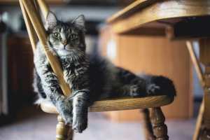 Νέα έρευνα: Οι γάτες μπορούν να κολλήσουν κορονοϊό από τους ανθρώπους