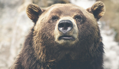 Εγνατία: Άλλη μια αρκούδα σκοτώθηκε από αυτοκίνητο (Σκληρές εικόνες)