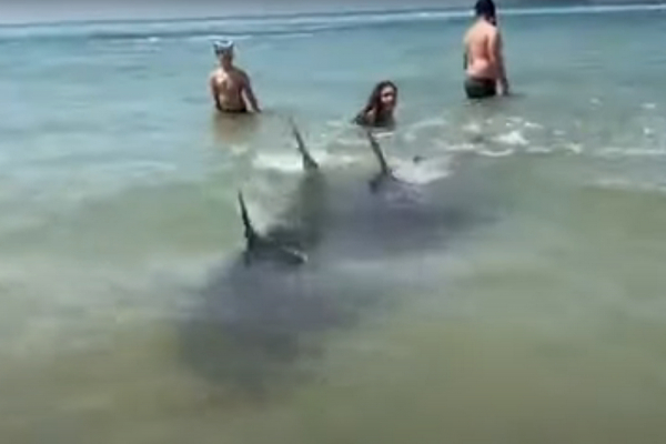 Ισραήλ: Δεκάδες καρχαρίες εισέβαλαν σε παραλία γεμάτη λουόμενους!