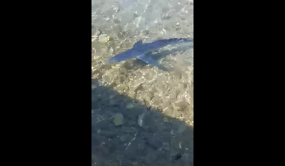 Αιτωλοακαρνανία: Γαλάζιος καρχαρίας εμφανίστηκε στον Μύτικα (βίντεο)