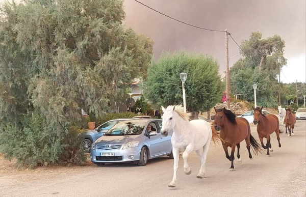 Φωτιά στη Ρόδο: Άλογα τρέχουν να σωθούν - Εικόνες Αποκάλυψης στο νησί