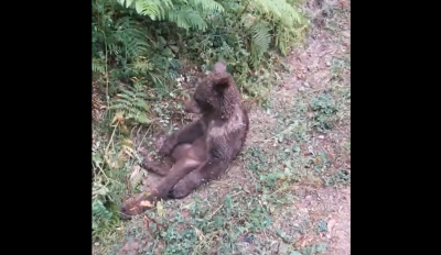 Απίστευτο βίντεο με αρκουδάκι - Έφαγε κατά λάθος παραισθησιογόνο μέλι