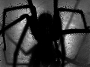 Λευκάδα: Τον τσίμπησε αράχνη «μαύρη χήρα» και έφτασε στο νοσοκομείο με αφόρητο πόνο