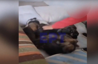 Σοκαριστική κακοποίηση κουταβιών στις Σέρρες: 8χρονος τα πετάει στον αέρα και τα χτυπά (Σκληρό βίντεο)