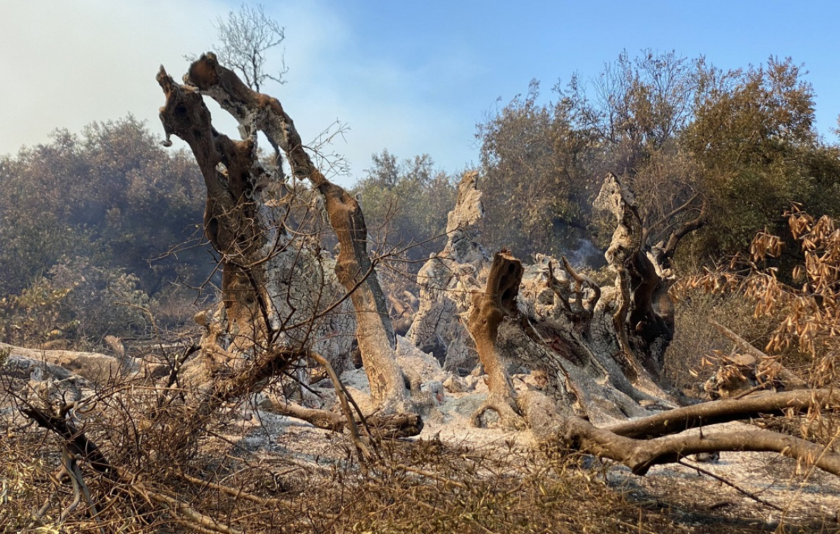 Φωτιά Εύβοια: Κάηκε ελιά 2.500 ετών