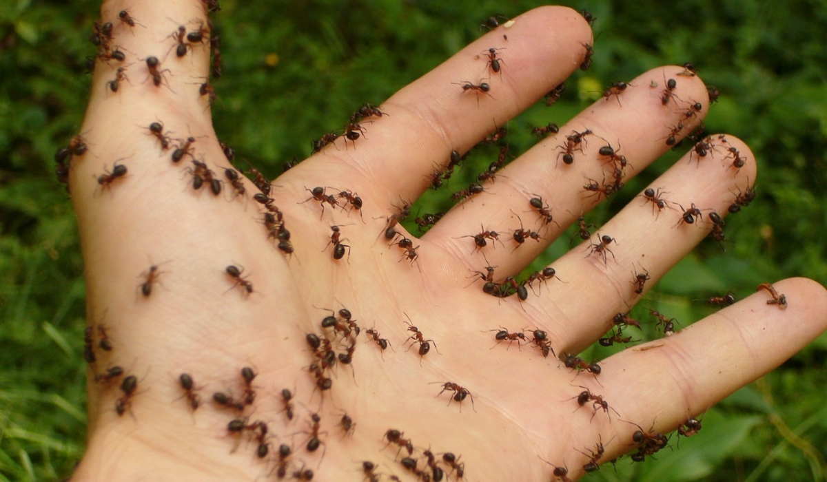 Πόσα μυρμήγκια υπάρχουν στον πλανήτη; Ο αστρονομικός αριθμός