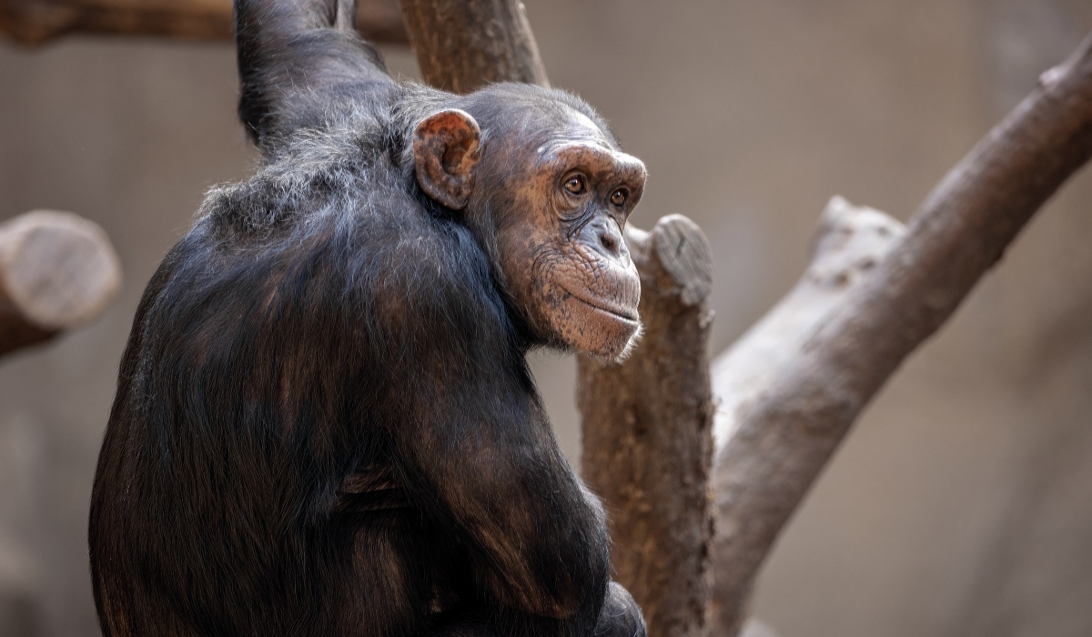 Κολομβία: Αστυνομικοί πυροβόλισαν και σκότωσαν χιμπατζήδες που δραπέτευσαν από ζωολογικό κήπο