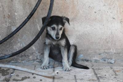 Φλώρινα: Μαζική δηλητηρίαση 26 σκύλων - Σκληρές εικόνες