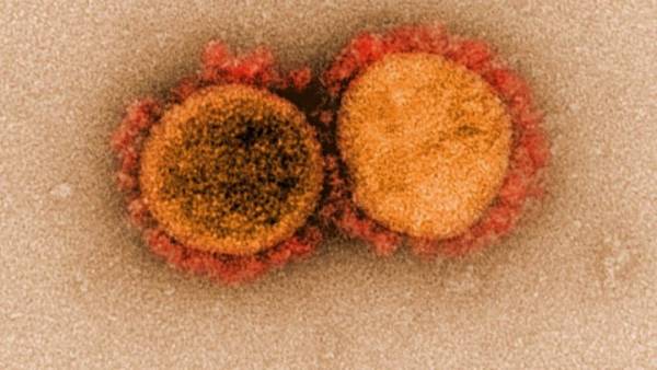 Κορονοϊός: Πώς προσβάλλει η πρωτεΐνη «άγκιστρο» του ιού τα κύτταρα
