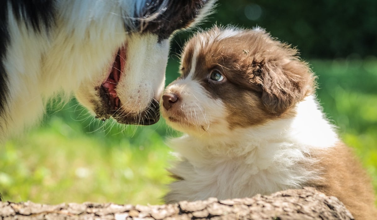 Νέα έρευνα αποκαλύπτει: Οι σκύλοι «βλέπουν» με τη μύτη τους