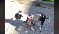 Βίντεο για Όσκαρ: Σκυλίτσα προσποιείται ότι κουτσαίνει για να κάνει μεγαλύτερη βόλτα