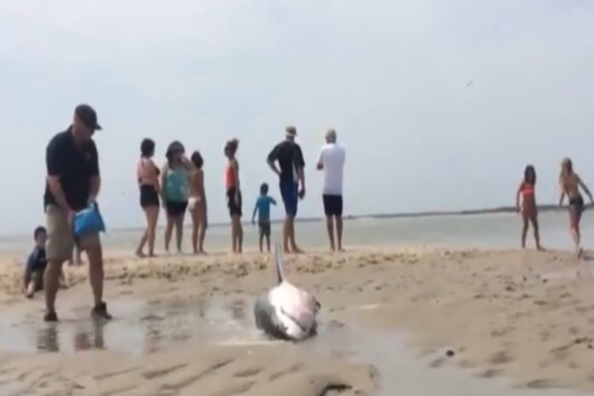 ΗΠΑ: Λευκός καρχαρίας είχε βγει σε παραλία κυνηγώντας γλάρο - Τον έσωσαν οι λουόμενοι