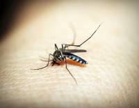 Προσοχή σε κουνούπια και ιό Δυτικού Νείλου