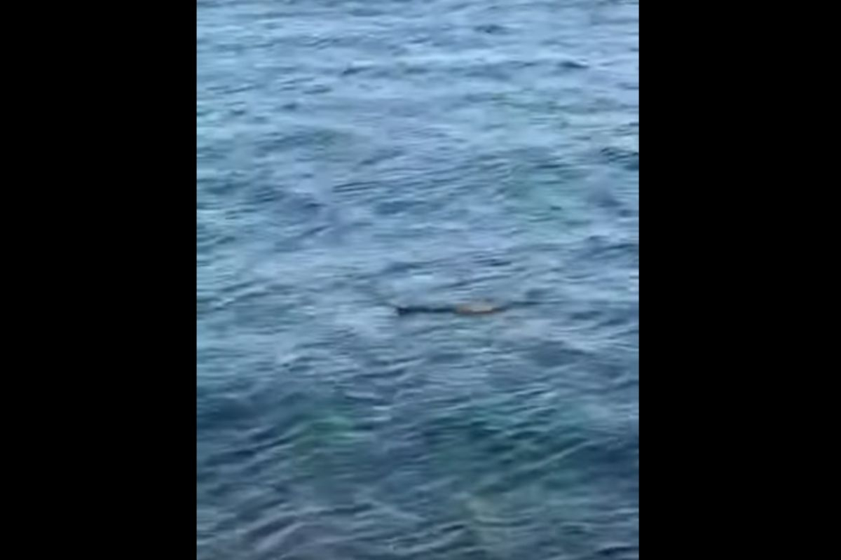 Εύβοια: Φίδι κολυμπά στη θάλασσα και αναστατώνει τον Αλμυροπόταμο (Βίντεο)