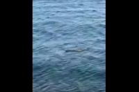Εύβοια: Φίδι κολυμπά στη θάλασσα και αναστατώνει τον Αλμυροπόταμο (Βίντεο)