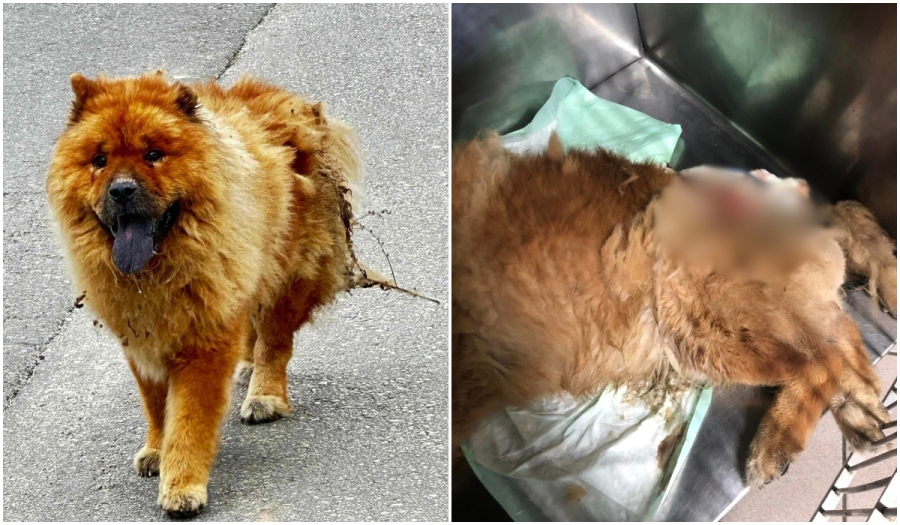 Φρίκη στα Χανιά: Σκύλος έπεσε θύμα επίθεσης με καυστικό υγρό - Σκληρές εικόνες