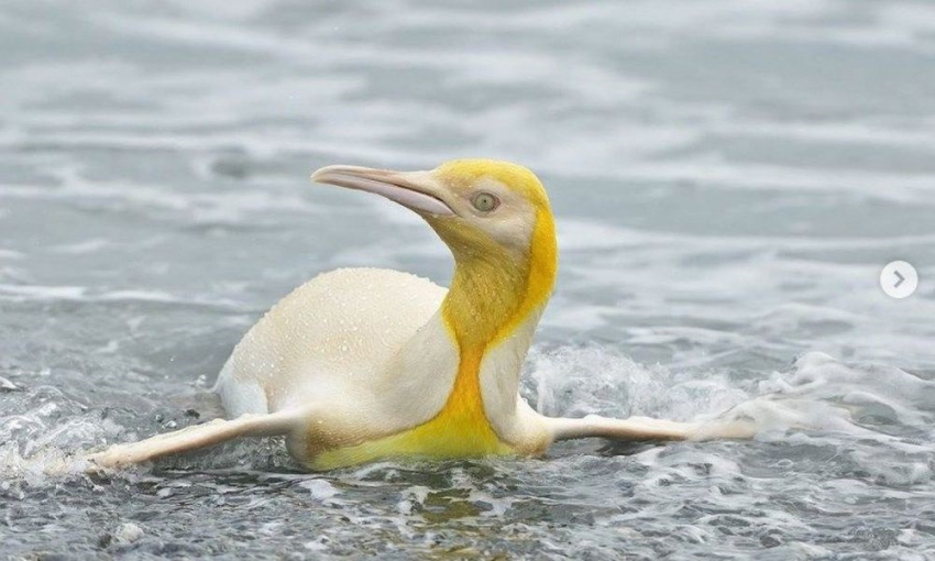 Φωτογράφος απαθανάτισε σπάνιο κίτρινο πιγκουίνο