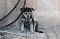 Νέα βαρβαρότητα: Τραυμάτισαν σοβαρά σκυλάκι με αιχμηρό αντικείμενο στον Βόλο