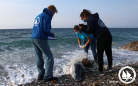 Βόρειο Αιγαίο: Εντοπίστηκε και δεύτερο νεκρό δελφίνι (Εικόνες)
