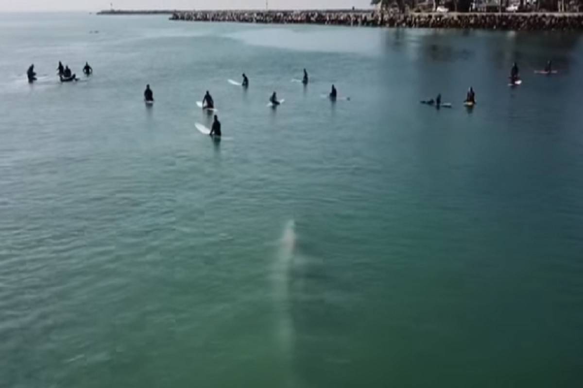 Φάλαινα κολυμπάει κάτω από surfers