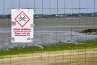 Επικίνδυνο φύκι που μπορεί να σκοτώσει σε δευτερόλεπτα ξεβράζεται σε ακτές της Γαλλίας