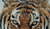 Χρονιά της τίγρης το 2022: Τα 6 μεγάλα γεγονότα που αναμένονται αναμένονται μέσα στη χρονιά