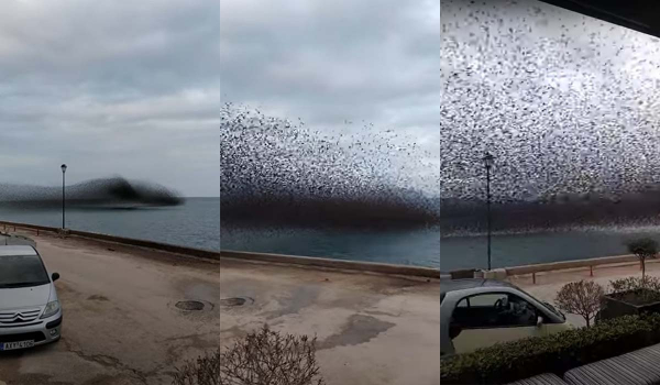 Πουλιά σκέπασαν τον ουρανό στο Ρίο – Εντυπωσιακό βίντεο
