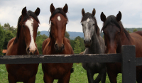 Αποτροπιασμός στα Γρεβενά: Αφαίρεσαν πάνω από 700 κιλά κρέατος από τα τεμαχισμένα άλογα