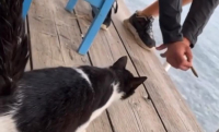 Αιδηψός: Τι λέει ο άνδρας που τράβηξε το βίντεο με το γατάκι