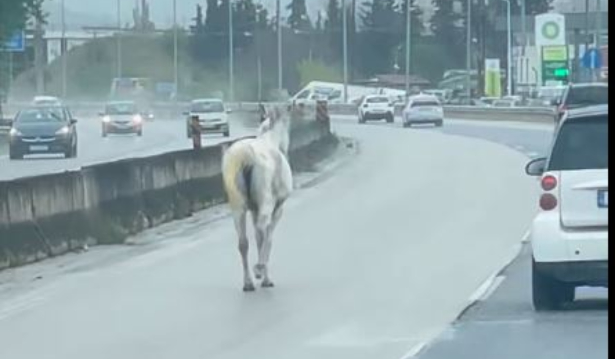Άλογο έτρεχε στην εθνική οδό, συναγερμός στη Θεσσαλονίκη