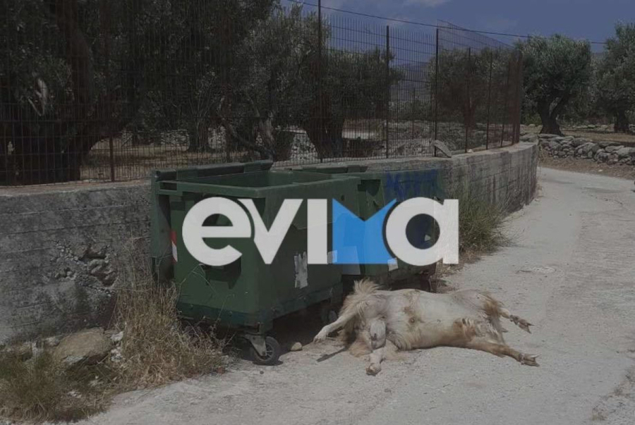 Φρίκη στην Εύβοια: Πέταξαν νεκρό ζώο στα σκουπίδια