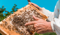 «SOS» για το μέλι: Η Κρήτη κινδυνεύει να μείνει χωρίς παραγωγή - «Το πρόβλημα είναι τρομερό»