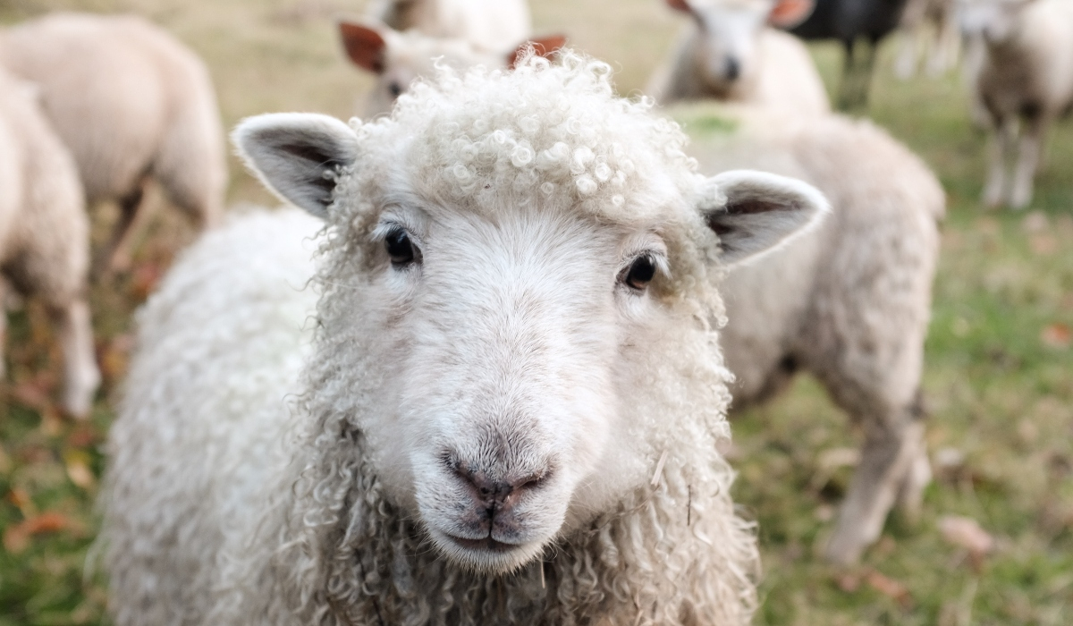 Πρόβατα στη Μαγνησία μπήκαν σε θερμοκήπιο και έφαγαν… 100 κιλά χασίς