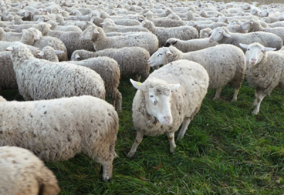 Μαδρίτη: Πρόβατα κατέκλυσαν τους δρόμους, καθ&#039; οδόν προς τα χειμερινά βοσκοτόπια