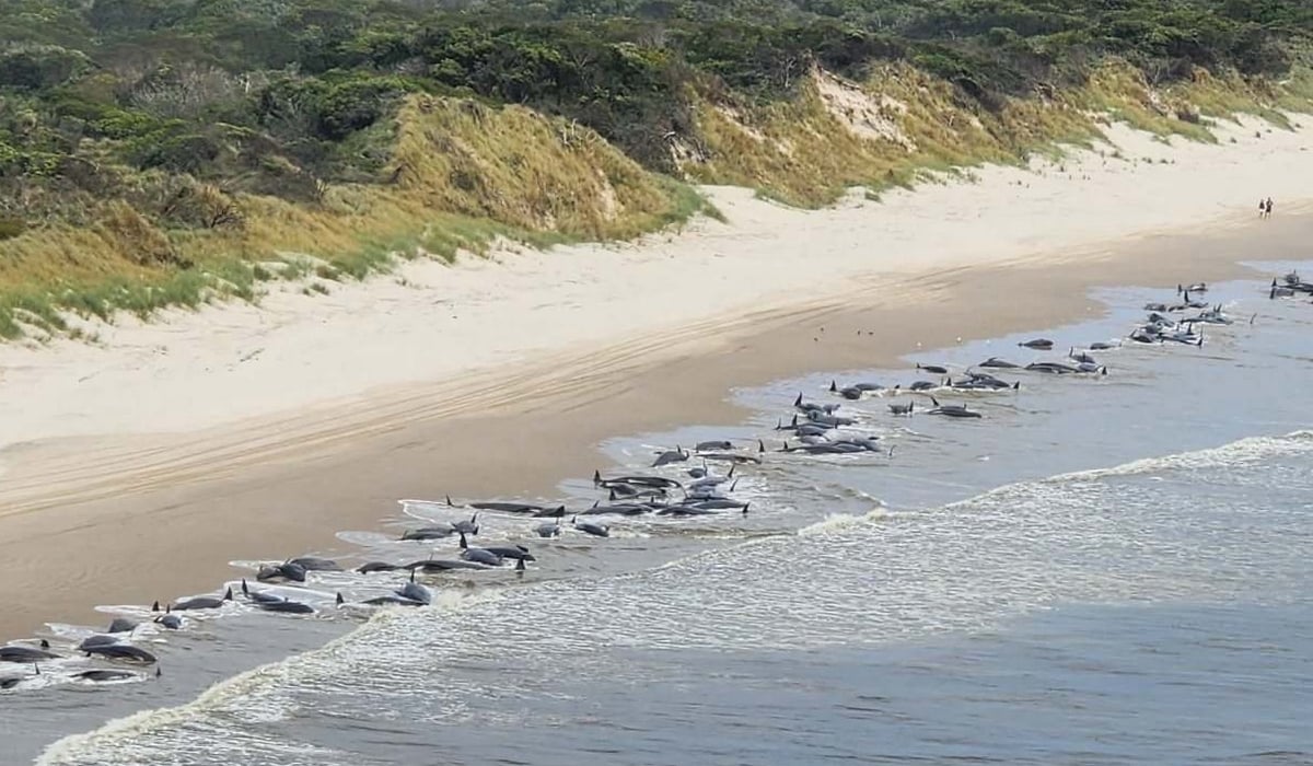 Τασμανία: Νέα συγκλονιστικά βίντεο από τις 230 εγκλωβισμένες φάλαινες