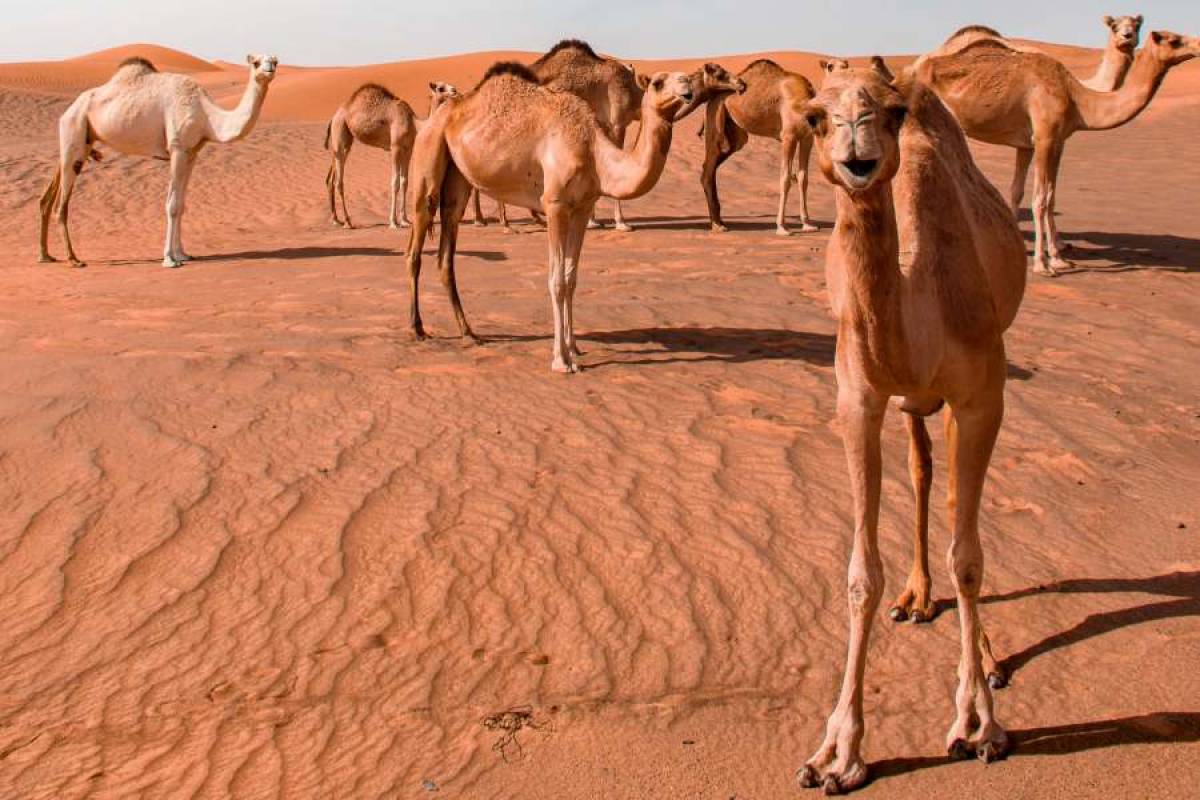Αυστραλία: Η κυβέρνηση εκτέλεσε 5.000 καμήλες