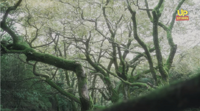 Το μυστηριώδες δάσος με τα δέντρα που χορεύουν - Μοναδικές εικόνες