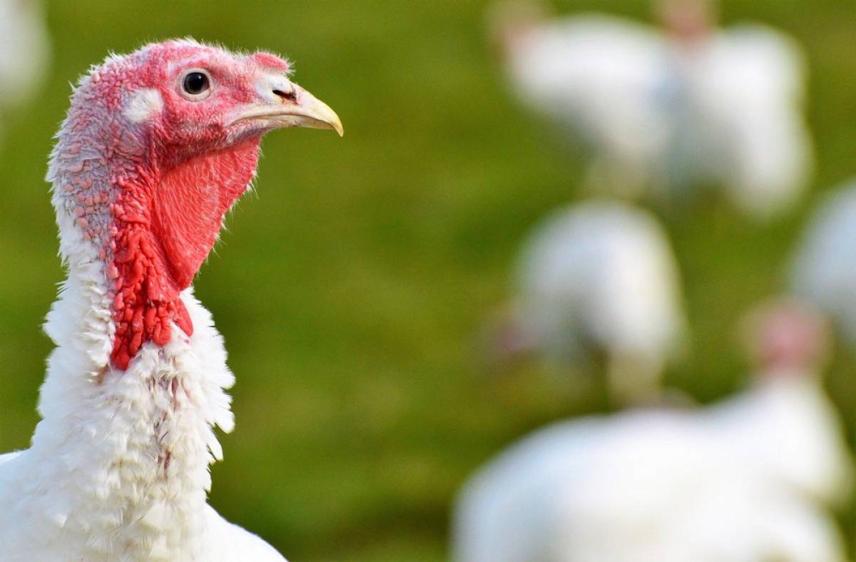 Γρίπη των πτηνών εντοπίστηκε σε μια φάρμα με γαλοπούλες στη νότια Αγγλία