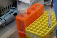 Εμβόλιο κατά του κορονοϊού: Χαμόγελα και αισιοδοξία - Επιτυχημένη δοκιμή σε πειραματόζωα που δεν νόσησαν