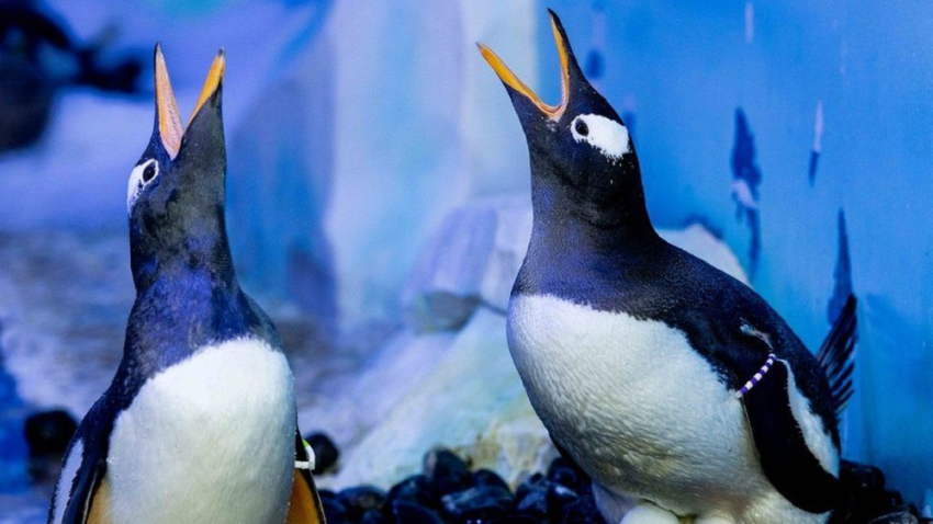 Ομοφυλόφιλοι πιγκουίνοι σχημάτισαν ζευγάρια σε ενυδρείο του Λονδίνου