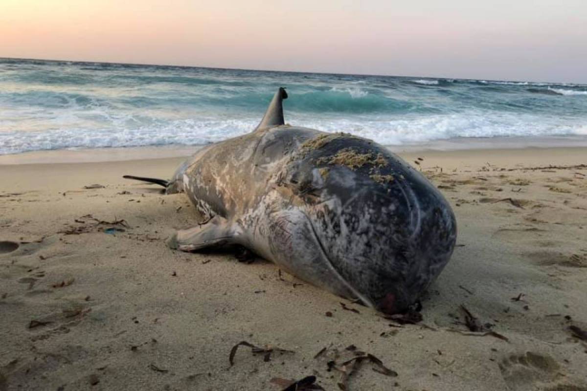 Ικαρία: Νεκρό το σταχτοδέλφινο που είχε ξεβραστεί στην παραλία Μεσακτή (Βίντεο)