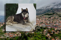 Ανατροπή με το χάσκι: Επίθεση αγέλης σκύλων δέχτηκε ο Ολιβερ - Πού καταλήγει η έρευνα της αστυνομίας
