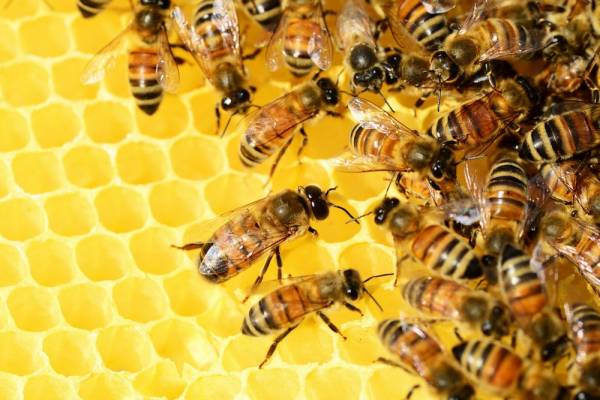 Παγκόσμια Ημέρα Μέλισσας: Γιατί εξαρτόμαστε από την επιβίωσή της