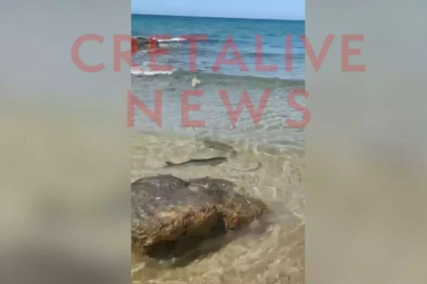 Ηράκλειο Κρήτης: Καρχαριάκι έψαχνε για τροφή και «έκοβε βόλτες» στα ρηχά