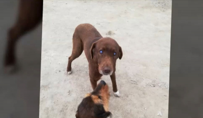 Νάουσα: Έρευνα για τη δηλητηρίαση της τυφλής σκυλίτσας και ενός ακόμη αδέσποτου