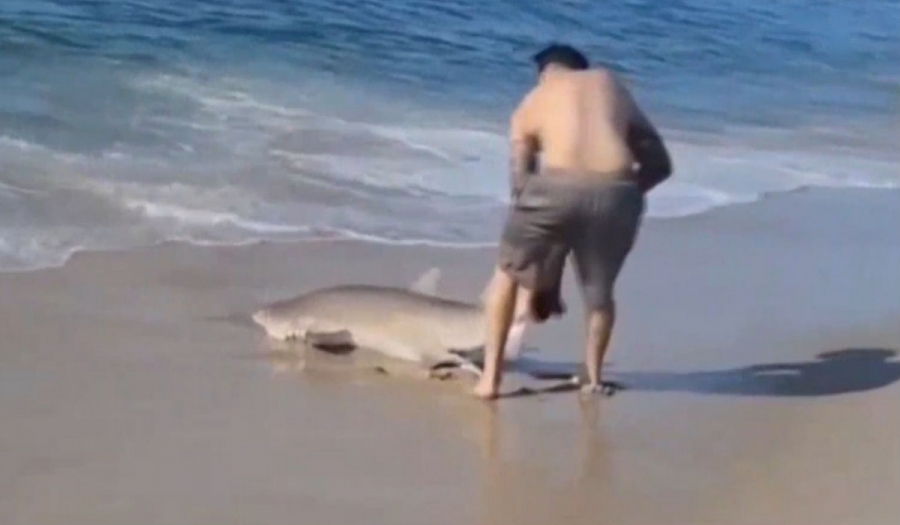 ΗΠΑ: Νεαρός άρπαξε καρχαρία από την ουρά και τον έβγαλε στην παραλία (Βίντεο)