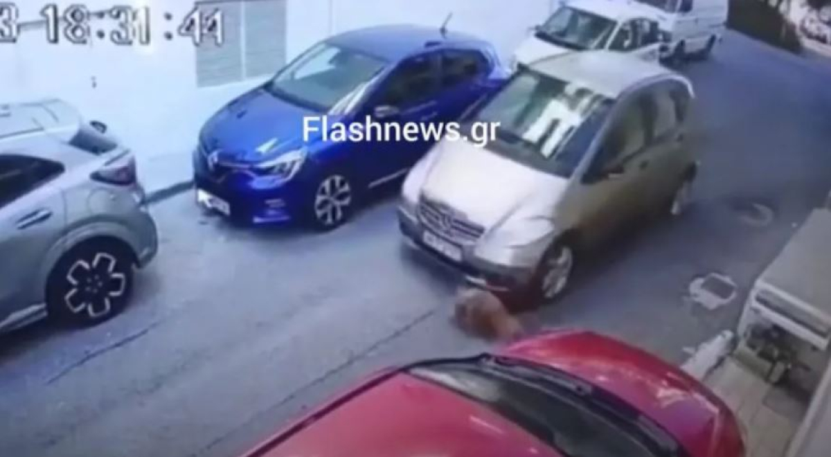Ηράκλειο: Οδηγός πατάει εν ψυχρώ σκύλο με το αυτοκίνητο - Σοκαριστικό βίντεο